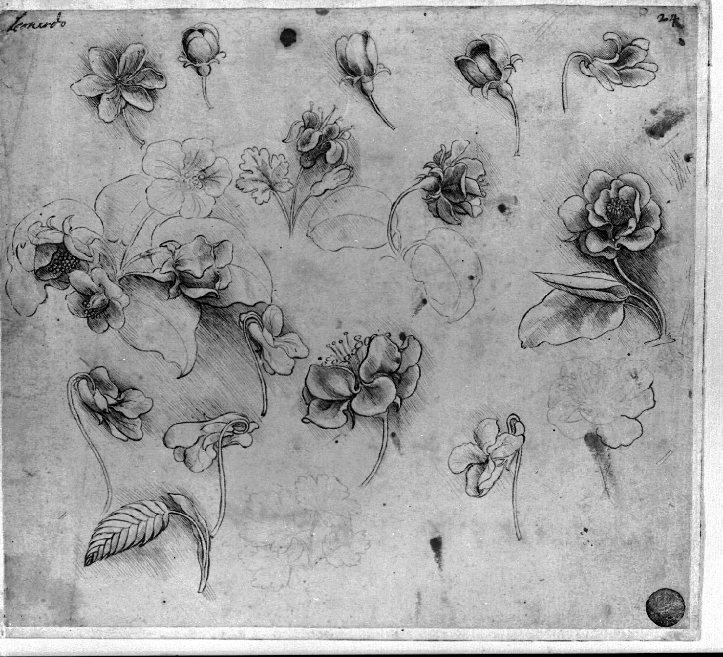 181-Fiori - Gallerie dell'Accademia di Venezia